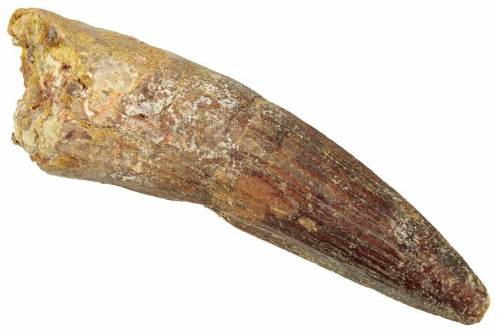 Fossil Spinosaurus Tooth - Real Dinosaur Tooth #322306